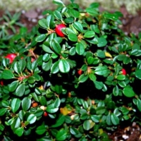 Кизильник даммера Major, Cotoneaster dammeri Major, Кизильник даммера Мейджор