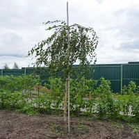 Береза повислая Youngii, Betula pendula Youngii, Берёза повислая Юнги