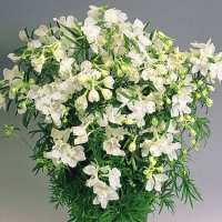 Дельфиниум крупноцветковый Summer Stars, Delphinium grandiflorum Summer Stars, Дельфиниум крупноцветковый Саммер Стар