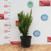 Барбарис Тунберга Erecta, Барбарис Тунберга Эректа, Berberis Thunbergii Erecta