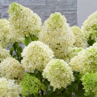 Гортензия Grandiflora, Hydrangea paniculata Grandiflora, Гортензия метельчатая Грандифлора