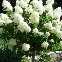 Гортензия Limelight, Hydrangea paniculata Limelight, Гортензия метельчатая Лаймлайт