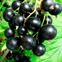 Смородина Катюша,  Ribes
