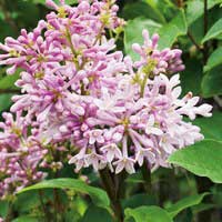 Сирень Minuet, Syringa prestoniae Minuet, Сирень Престона Минуэт