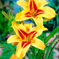 Лилейник Bonanza, Hemerocallis Bonanza, Лилейник Бонанза