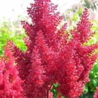 Астильба китайская Cardinal, Astilbe chinensis Cardinal,  Астильба китайская Кардинал
