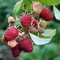 Малина Полана, Rubus, Малина ремонтантная Полана