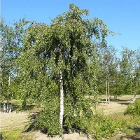 Береза повислая Youngii, Betula pendula Youngii, Берёза повислая Юнги