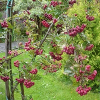 Рябина Титан 5/6 лет, Sorbus Titan, Рябина Титан