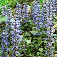 Живучка Variegata, Ajuga Variegata, Живучка Вариегата