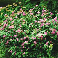Спирея японская Froebelii, Spiraea japonica Froebelii, Спирея японская Фробелли