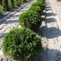 Туя западная Woodwardii 40/50 C15 0 руб. Товар под заказ.
