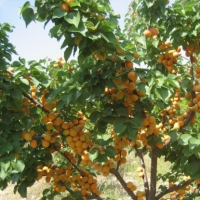 Абрикос Триумф Севера 5/6 лет, Armeniaca, Абрикос Триумф Севера