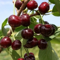 Вишня Морозовка с7, Prunus cerasus, Вишня Морозовка