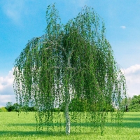 Береза повислая, Betula Utilis