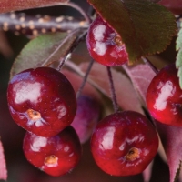 Яблоня Royalty, Malus Domestica Royalty, Яблоня Роялти