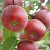 Яблоня Памяти Сюбаровой с5, Malus, Яблоня Памяти Сюбаровой