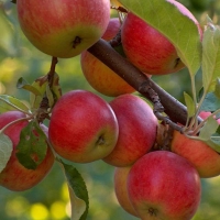 Яблоня Коричное Ананасное П5, Malus Domestica Korichnoe Ananasnoe, Яблоня Коричное Ананасное