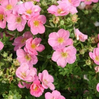 Лапчатка Pink Queen, Potentilla fruticosa Pink Queen, Лапчатка кустарниковая Пинк Квин