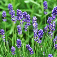 Лаванда узколистная Dwarf Blue, Lavandula angustifolia Dwarf Blue, Лаванда узколистная Dwarf Blue