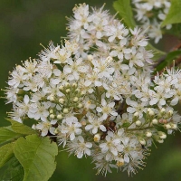 Черемуха Маака Amber Beauty, Prunus maackii Amber Beauty, Черёмуха Маака Амбер Бьюти