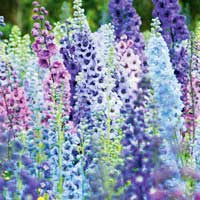 Дельфиниум Magic Fountains, Delphinium Magic Fountains, Дельфиниум Магические Фонтаны