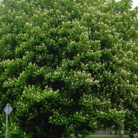 Каштан конский Baumannii, Aesculus hippocastanum Baumanii, Каштан конский Баумани