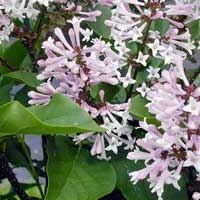 Сирень Miss Kim, Syringa patula Miss Kim, Сирень раскидистая Мисс Ким