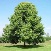 Липа мелколистная, Tilia cordata, Липа мелколистная 16/18