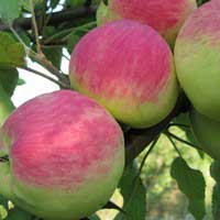 Яблоня Мантет С7,5, Malus, Яблоня Мантет