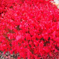 Бересклет крылатый Compactus, Бересклет крылатый Компактус, Euonymus alatus Compactus
