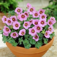 Герань пепельная Rothbury Gem, Geranium cinereum Rothbury Gem, Герань пепельная Ротбери Джем
