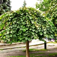 Вяз шершавый Camperdownii, Ulmus scabra Camperdownii, Вяз шершавый Кампердони
