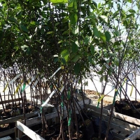 Вишня Владимирская 5/6 лет WRB, Prunus cerasus, Вишня Владимирская