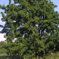 Груша Просто Мария лесная С3, Pyrus communis Prosto Maria, Груша Просто Мария лесная