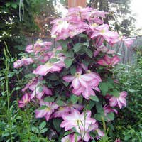 Клематис N.Thompson, Clematis N.Thompson, Клематис Томпсон