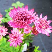 Астранция крупная Roma, Astrantia major Roma, Астранция крупная Рома