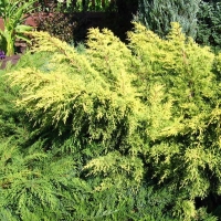Можжевельник Gold Star, Juniperus Gold Star, Голд Стар Можжевельник