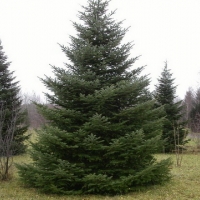 Пихта сибирская 150/175, Abies sibirica, Пихта сибирская