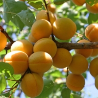 Абрикос Лель 5/6 лет, Armeniaca, Абрикос Лель