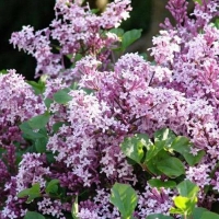 Сирень Мейера Palibin, Syringa meyeri Palibin, Сирень Мейера Палибин