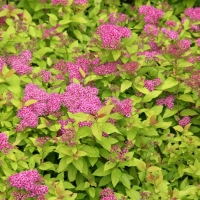 Спирея японская Golden Princess, Spiraea japonica Golden Princess, Спирея японская Голден Принцесс