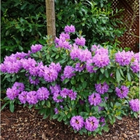 Рододендрон катевбинский Grandiflorum, Rhododendron catawbiense Grandiflorum, Рододендрон гибридный Катевбинский Грандифлорум