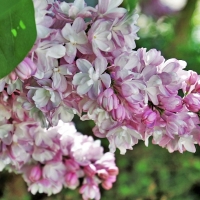 Сирень Mme Antoine Buchner, Syringa vulgaris Mme. Antoine Buchner, Сирень обыкновенная Мадам Антоан Бушер