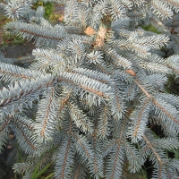 Ель колючая Erich Frahm, Picea pungens Erih Frahm, Ель колючая Эрих Фрам