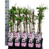 Клематис John Paul II, Clematis jackmanii Jan Pawel II, Клематис Джон Пол 2