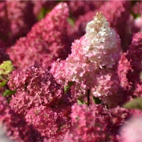 Гортензия Fraise Melba, Hydrangea paniculata Fraise Melba, Гортензия метельчатая Фрейз Мельба