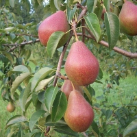 Груша Ника 6 лет, Pyrus communis Nika, Груша Ника