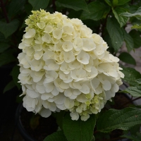 Гортензия Magical Mont Blanc, Hydrangea paniculata Magical Mont Blanc, Гортензия метельчатая Мэджикал Мон Блан