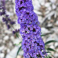 Буддлея Давида Nanho Blue, Buddleja Davidii Nanho Blue, Буддлея Давида Нано Блю